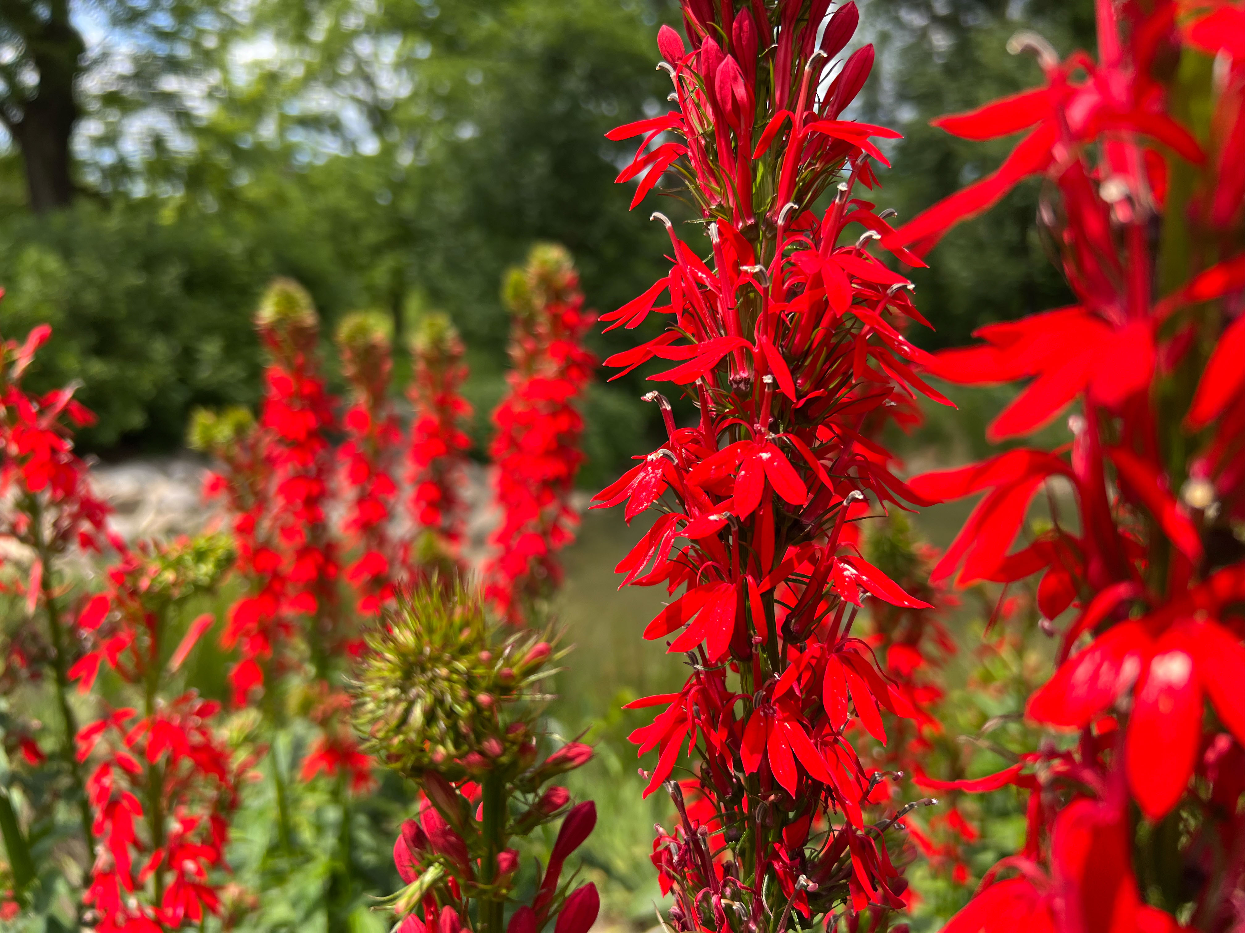 Impatiens capensis