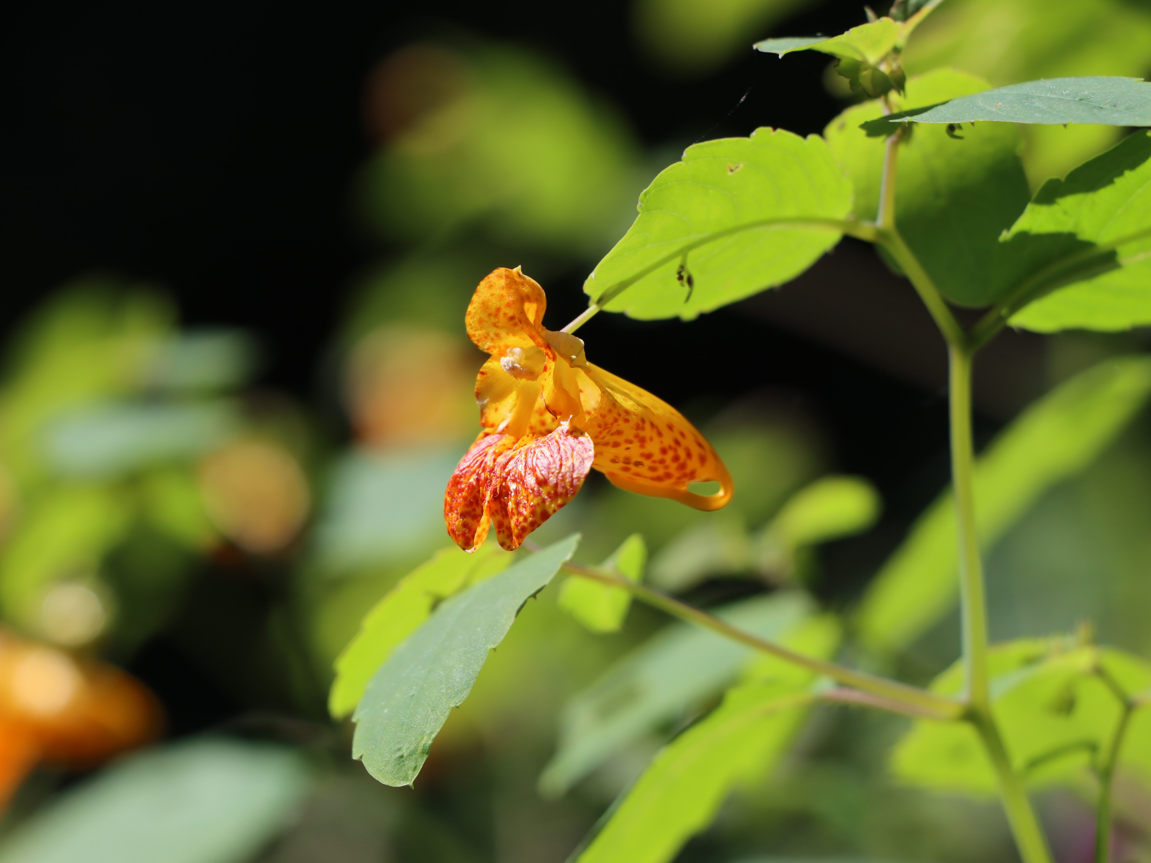 Impatiens capensis