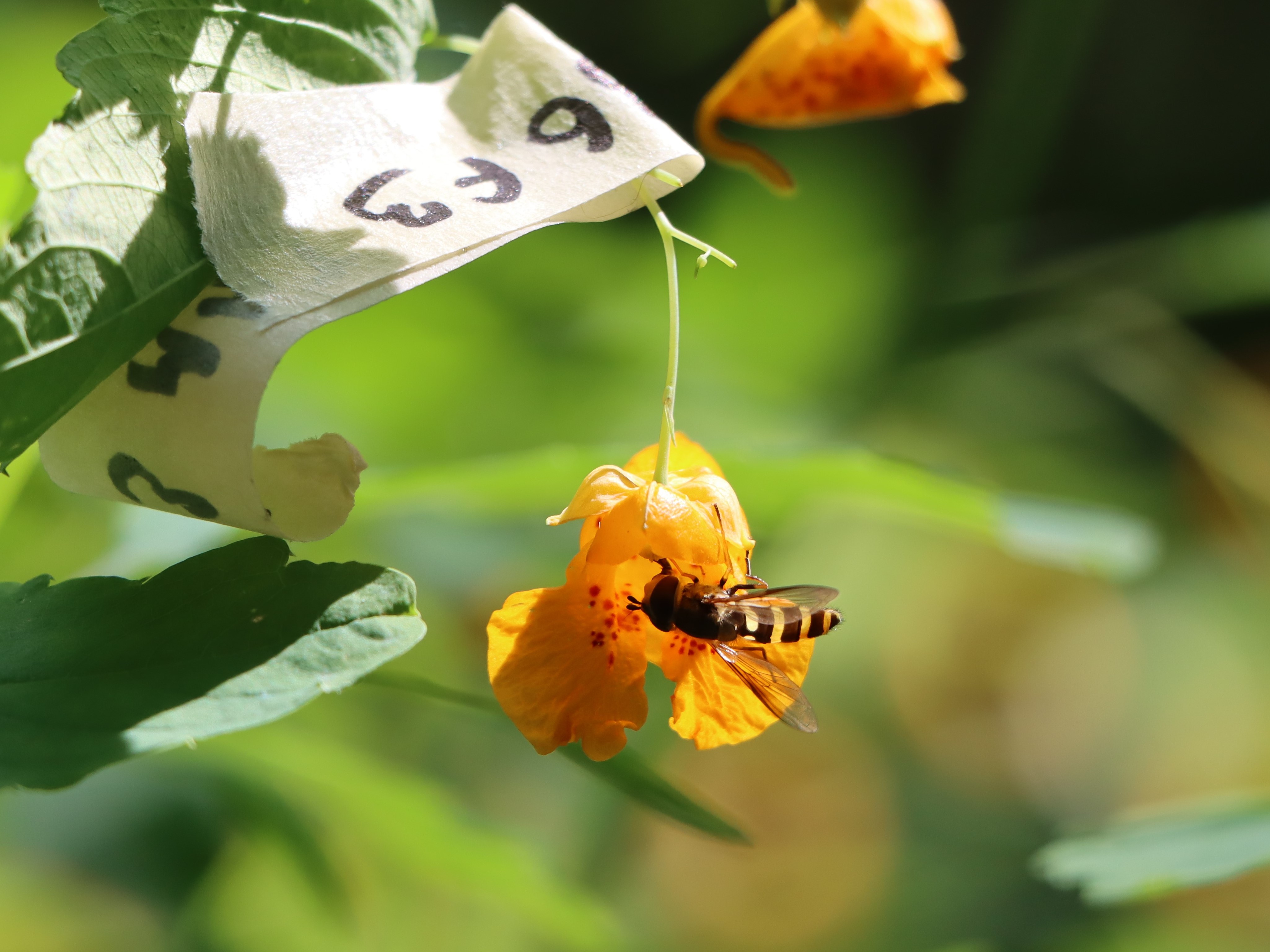 Impatiens capensis